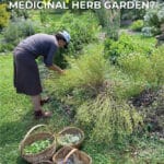 Por que plantar un jardin de hierbas medicinales