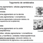 Celula pigmentaria definicion de celula pigmentaria