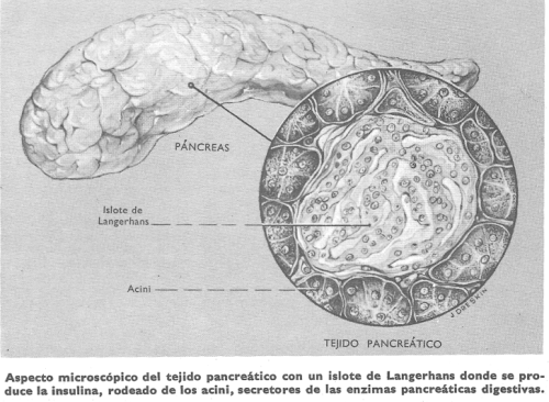 Diabetes: aspecto microscópico del tejido pancreático con un islo de Langerhans donde se produce la insulina, rodeado de los acinos, secretores de las enzimas pancreáticas digestivas.