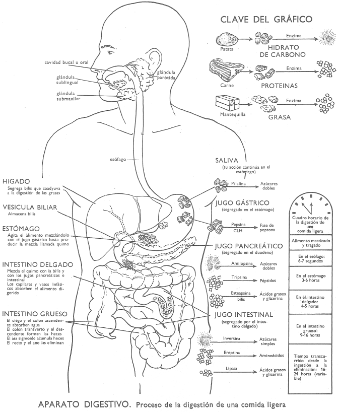 Digestion humana: proceso de digestion de una comida ligera