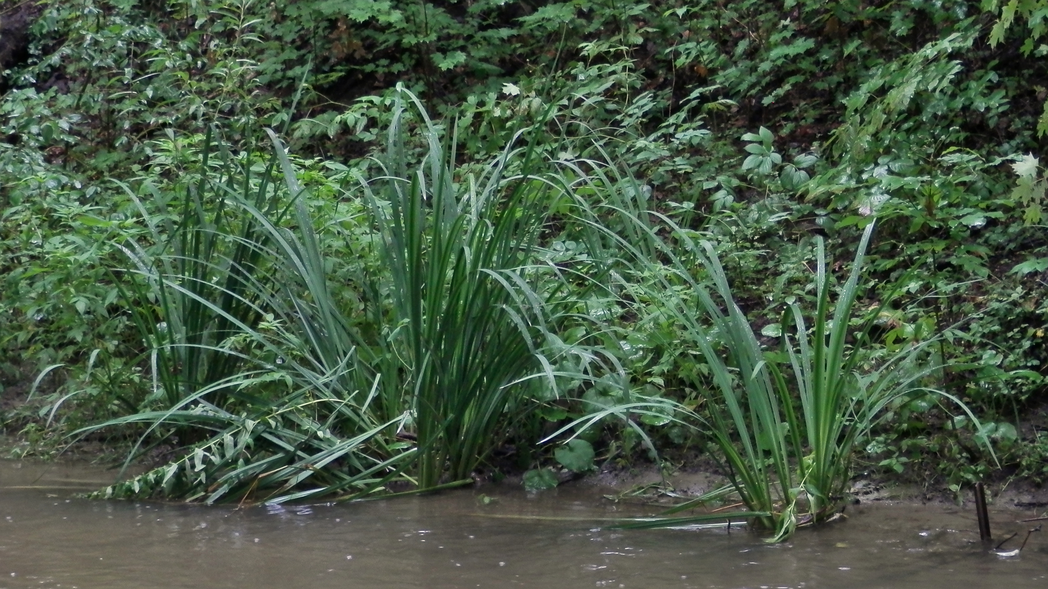 Hojas altas y delgadas de Acorus americanus que crecen a lo largo de la orilla de un arroyo