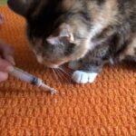 how to give a cat liquid medicin