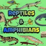 maders reptile and amphibian med