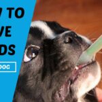 how to give a dog liquid medicin 1