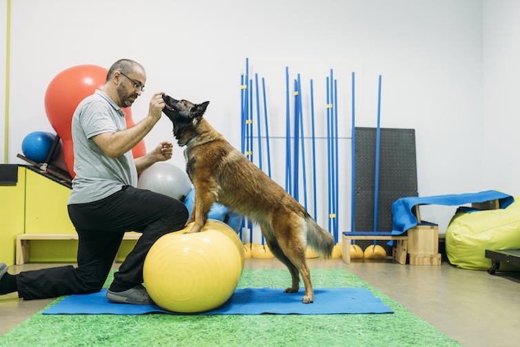 perro pastor equilibrando las patas delanteras en pelotas de ejercicio amarillas mientras el fisioterapeuta le da un regalo al perro