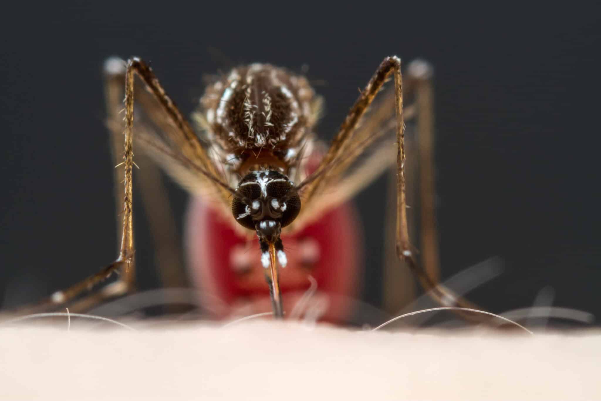 La atraccion inquebrantable de los mosquitos hacia los humanos scaled