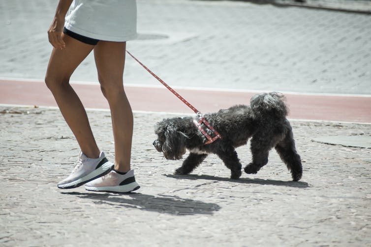 mujer paseando a un perro pequeño que se está quedando atrás