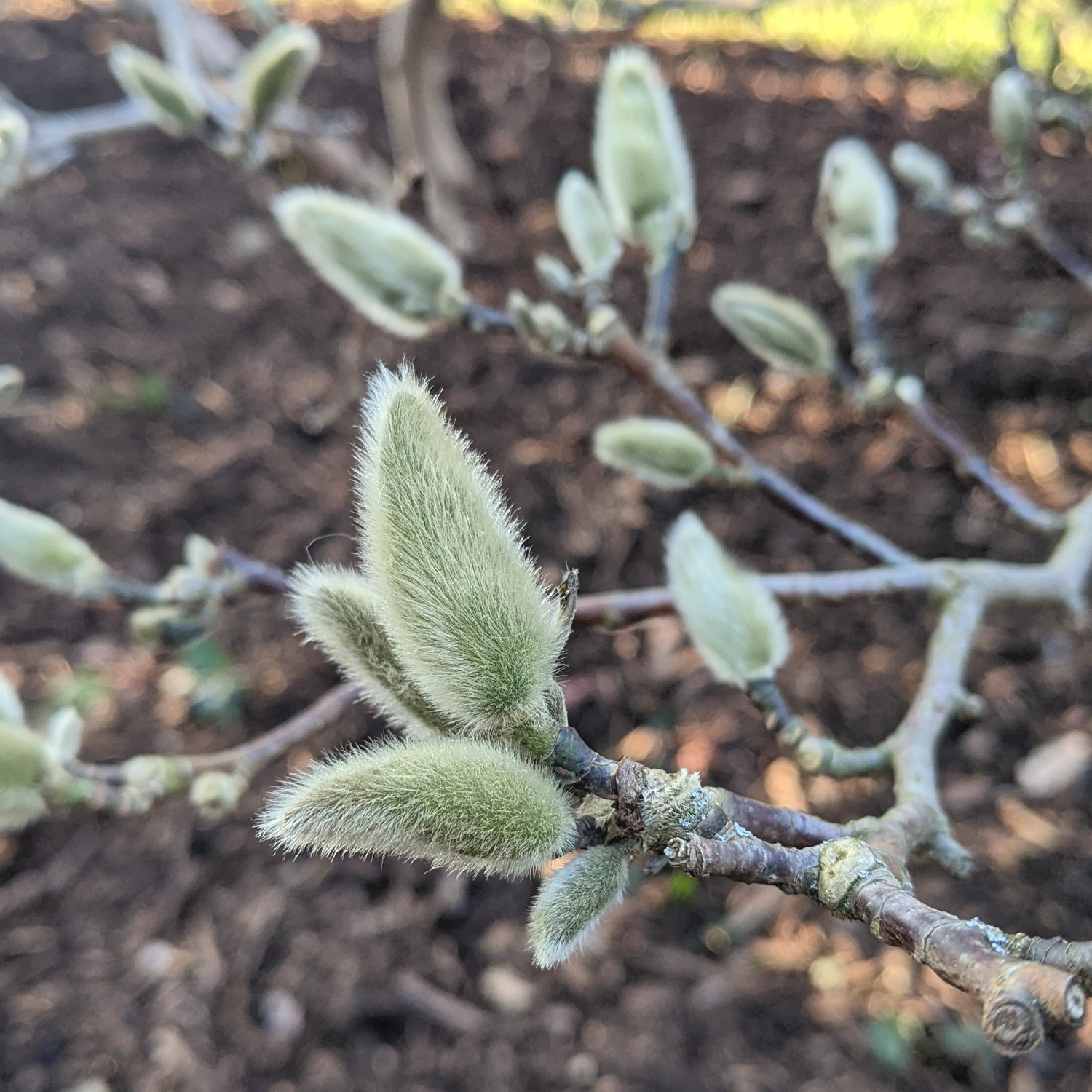 Primeros aleteos de la primavera — Hackney Herbal
