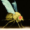Cómo la investigación sobre moscas de la fruta insomnes podría ayudar a los insomnes humanos